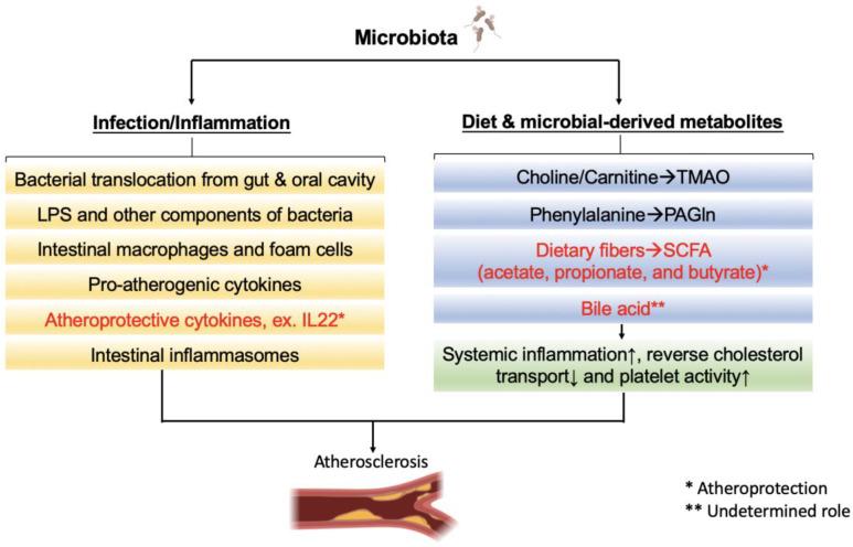 https://cdn.ncbi.nlm.nih.gov/pmc/blobs/f00f/7699263/50750bbfbef1/ijms-21-08729-g001.jpg