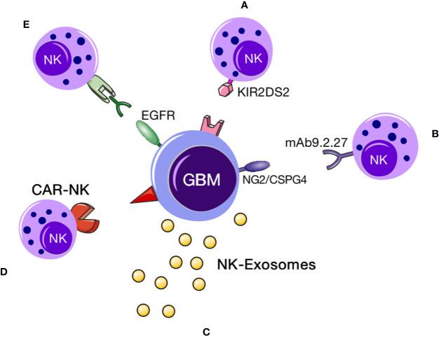 https://cdn.ncbi.nlm.nih.gov/pmc/blobs/f017/7609403/334a7bca60e1/fimmu-11-544563-g002.jpg