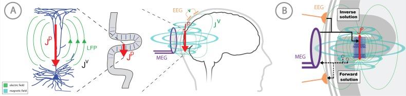 https://cdn.ncbi.nlm.nih.gov/pmc/blobs/f018/7018509/a02604a0fcbd/elife-51214-fig1.jpg