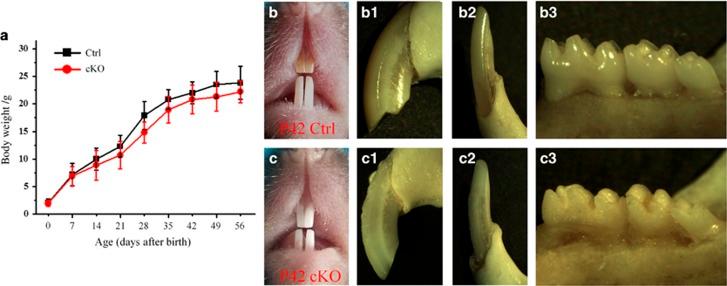 https://cdn.ncbi.nlm.nih.gov/pmc/blobs/f019/4932772/36c14b9561e8/ijos201614f3.jpg