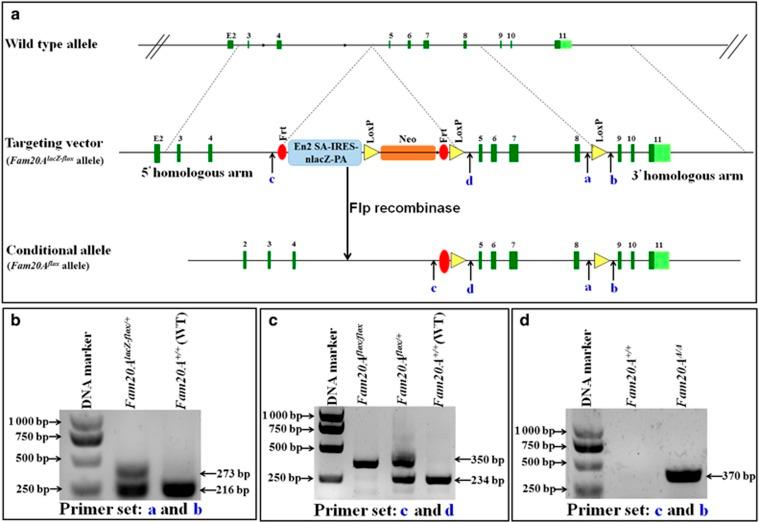 https://cdn.ncbi.nlm.nih.gov/pmc/blobs/f019/4932772/b03317ccd994/ijos201614f1.jpg