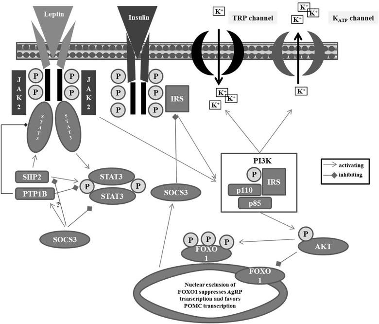 https://cdn.ncbi.nlm.nih.gov/pmc/blobs/f019/6533856/c3bcbbc0d0f0/fpsyg-10-00769-g001.jpg