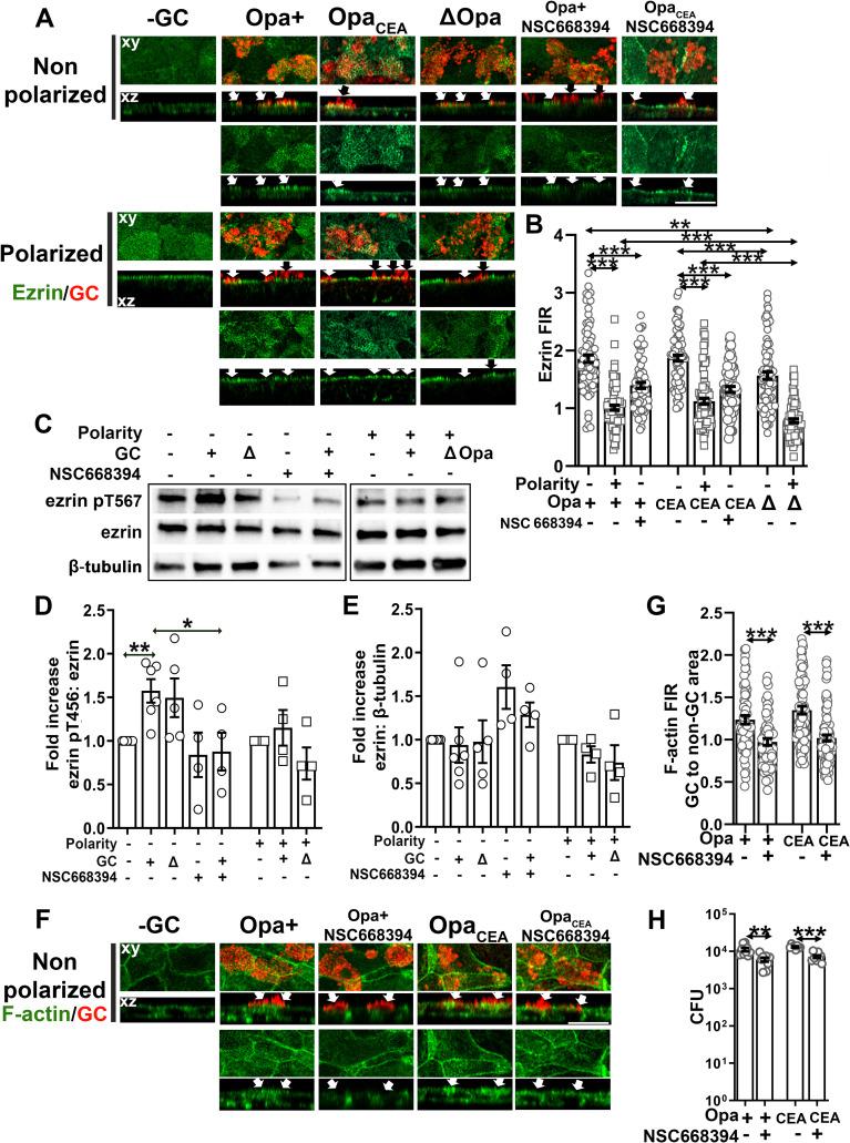 https://cdn.ncbi.nlm.nih.gov/pmc/blobs/f01f/8668114/060d0494953c/ppat.1009592.g003.jpg