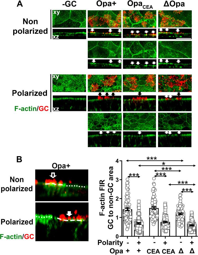 https://cdn.ncbi.nlm.nih.gov/pmc/blobs/f01f/8668114/066b3db86332/ppat.1009592.g002.jpg