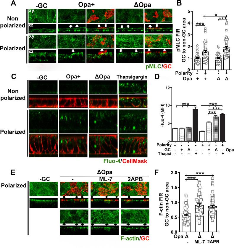 https://cdn.ncbi.nlm.nih.gov/pmc/blobs/f01f/8668114/0c3da5206537/ppat.1009592.g004.jpg