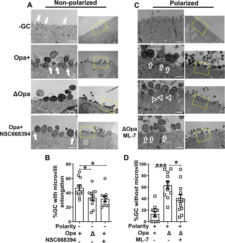 https://cdn.ncbi.nlm.nih.gov/pmc/blobs/f01f/8668114/4f725e5e80c3/ppat.1009592.g005.jpg
