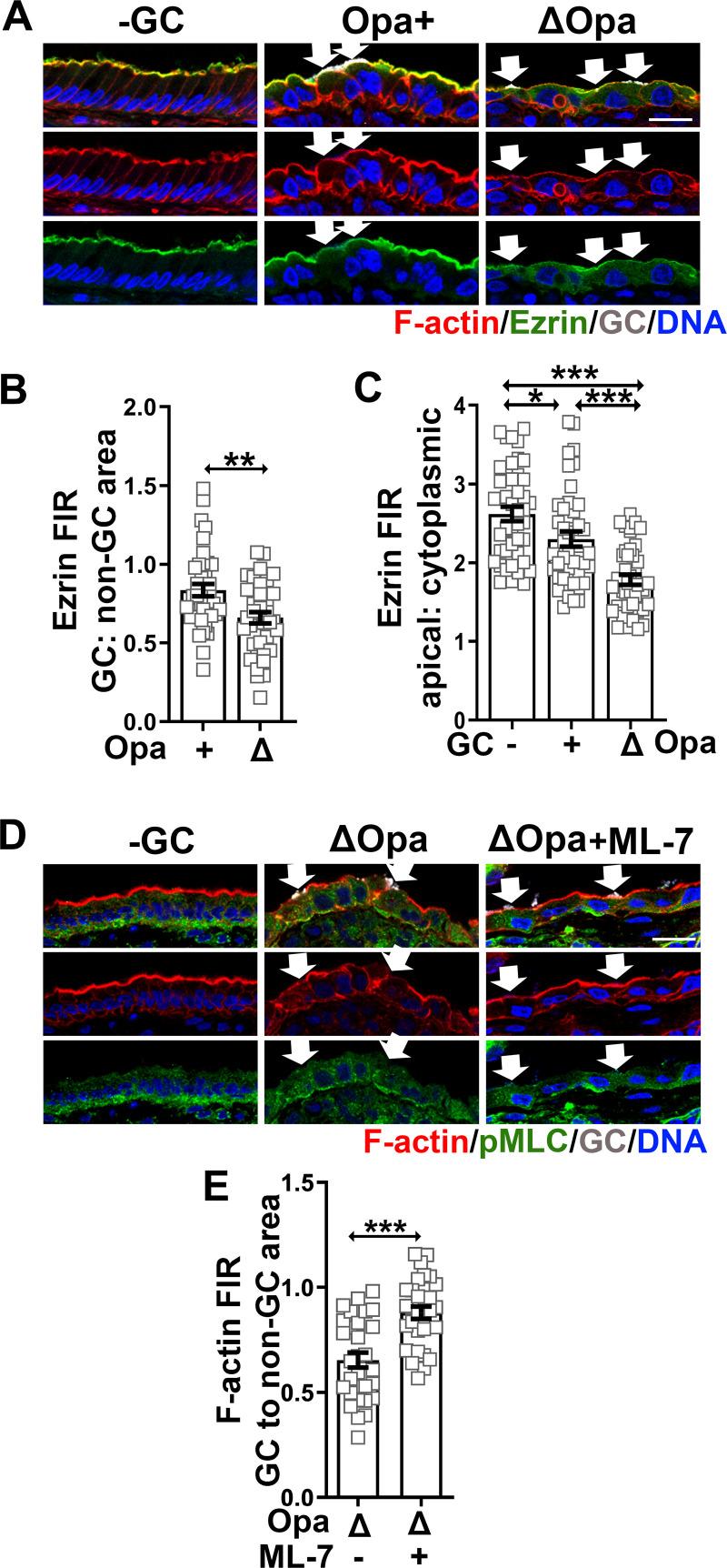 https://cdn.ncbi.nlm.nih.gov/pmc/blobs/f01f/8668114/6617d0508186/ppat.1009592.g008.jpg