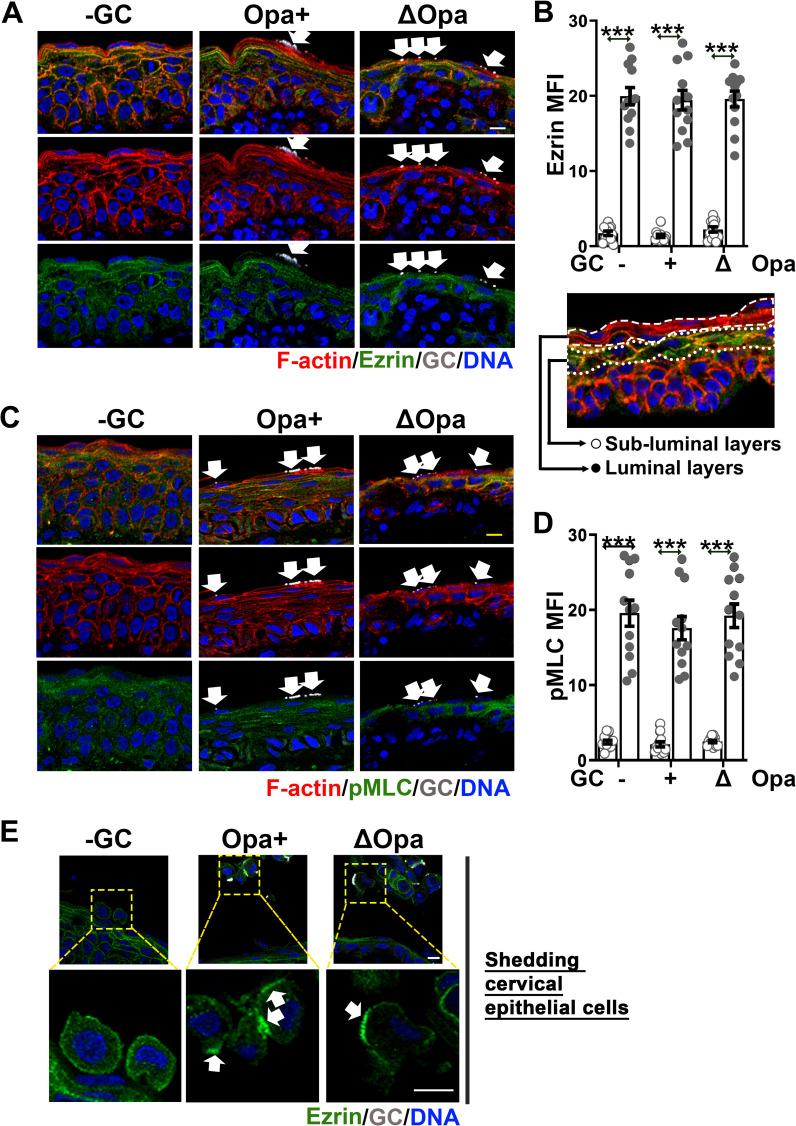 https://cdn.ncbi.nlm.nih.gov/pmc/blobs/f01f/8668114/946ed5447a83/ppat.1009592.g007.jpg