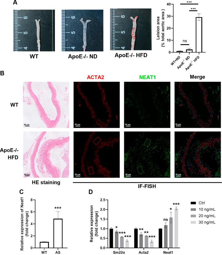 https://cdn.ncbi.nlm.nih.gov/pmc/blobs/f021/11371316/3f6668deb1e7/ajpcell.00587.2023_f001.jpg