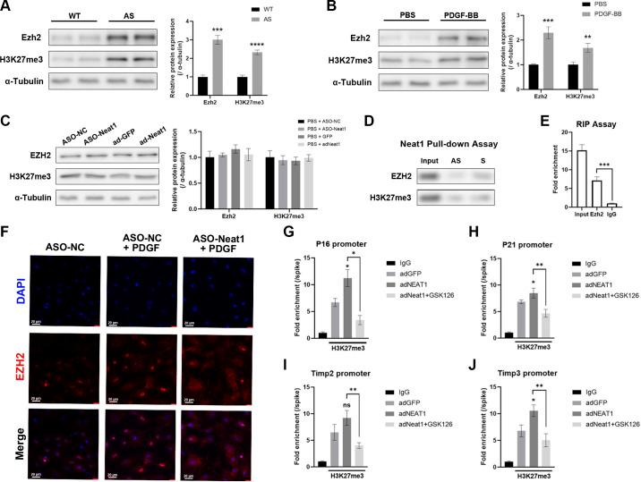 https://cdn.ncbi.nlm.nih.gov/pmc/blobs/f021/11371316/bb3e5c9d0659/ajpcell.00587.2023_f006.jpg