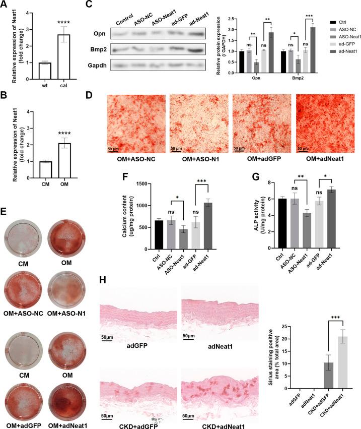 https://cdn.ncbi.nlm.nih.gov/pmc/blobs/f021/11371316/dd5a85180e34/ajpcell.00587.2023_f004.jpg