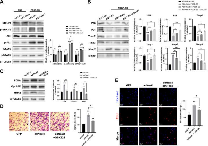 https://cdn.ncbi.nlm.nih.gov/pmc/blobs/f021/11371316/e0c0f61bf5ea/ajpcell.00587.2023_f005.jpg