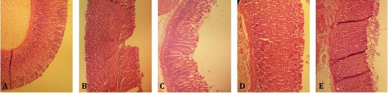 https://cdn.ncbi.nlm.nih.gov/pmc/blobs/f026/4769336/67ae517e0622/vrf-6-305-g003.jpg
