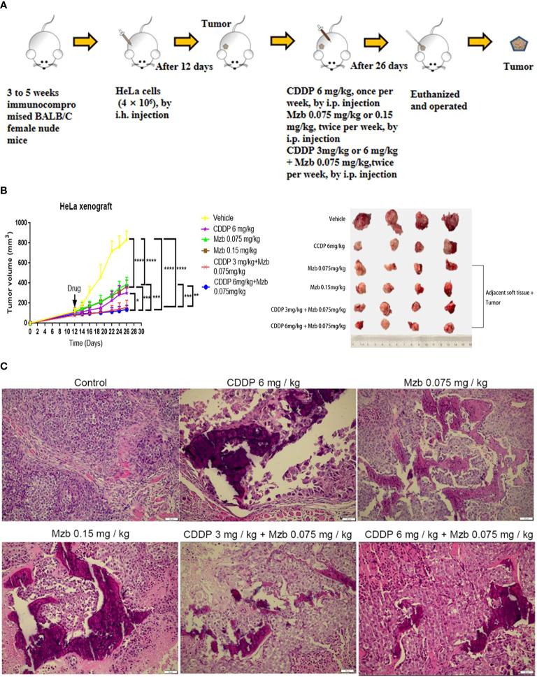 https://cdn.ncbi.nlm.nih.gov/pmc/blobs/f026/9468930/a3476c30577d/fonc-12-974573-g006.jpg