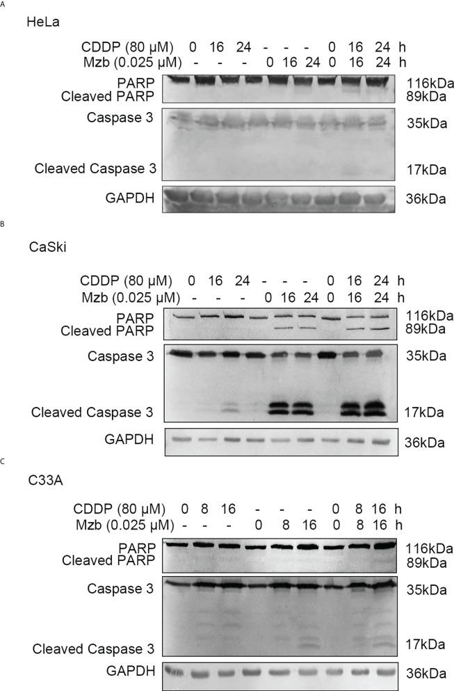 https://cdn.ncbi.nlm.nih.gov/pmc/blobs/f026/9468930/c2e9319e6671/fonc-12-974573-g004.jpg