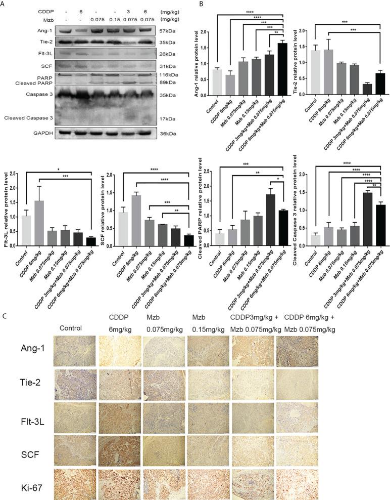 https://cdn.ncbi.nlm.nih.gov/pmc/blobs/f026/9468930/e3bd2516cd51/fonc-12-974573-g007.jpg