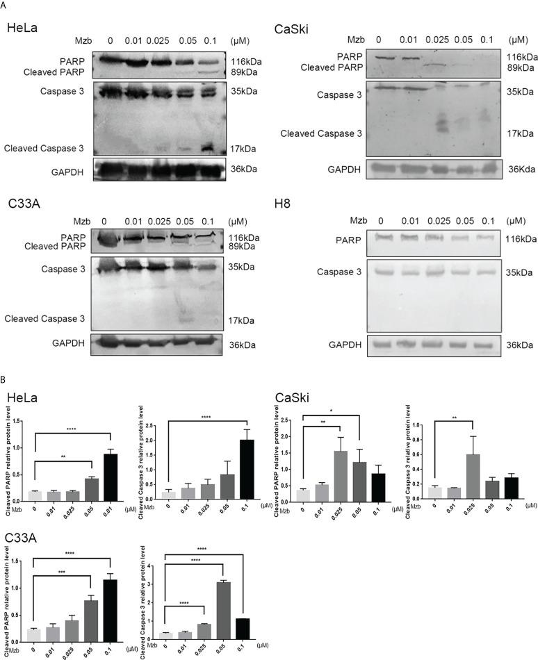 https://cdn.ncbi.nlm.nih.gov/pmc/blobs/f026/9468930/ebbaa312ba28/fonc-12-974573-g002.jpg