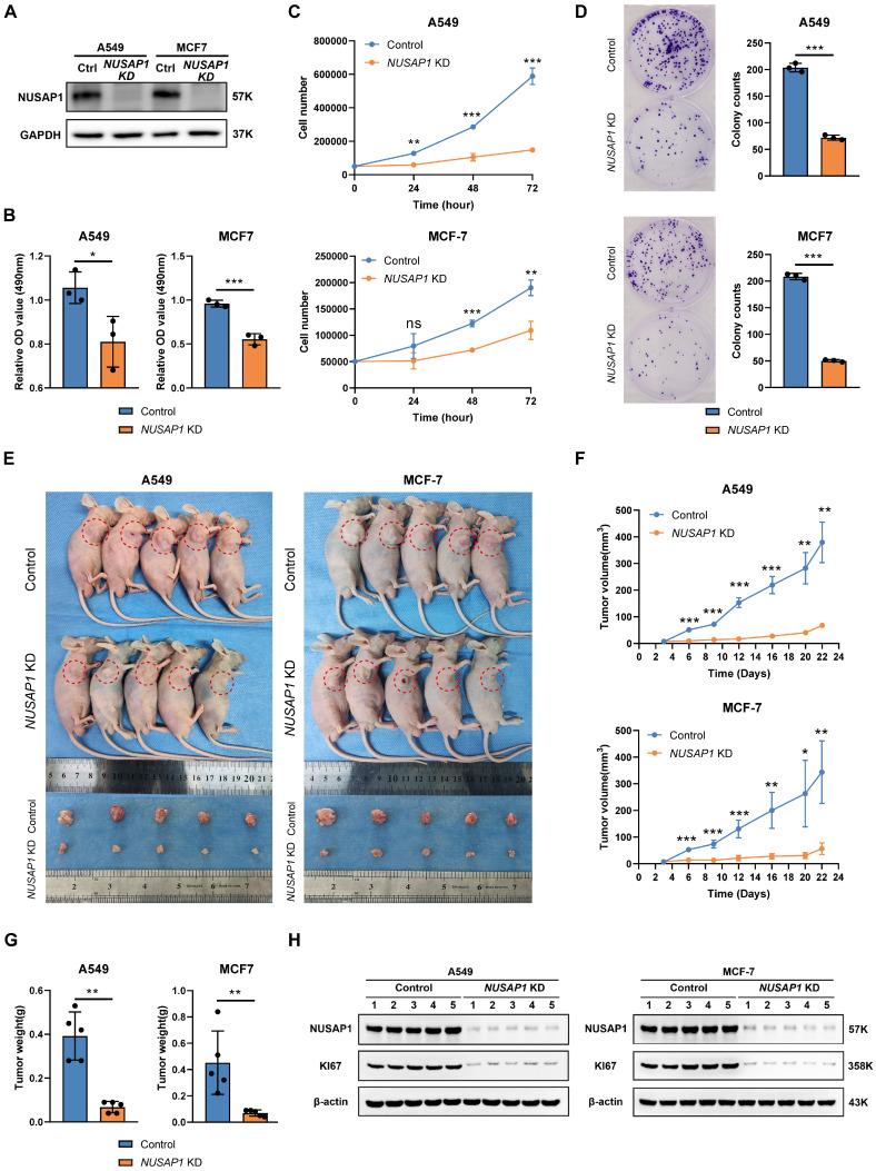 https://cdn.ncbi.nlm.nih.gov/pmc/blobs/f027/10535697/c21fe72d8fe9/ijbsv19p4689g009.jpg