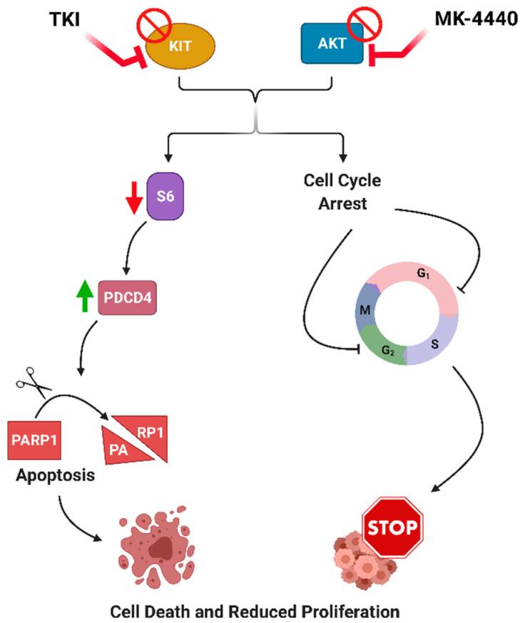 https://cdn.ncbi.nlm.nih.gov/pmc/blobs/f027/8345102/ba55e2165d5c/cancers-13-03699-g007.jpg