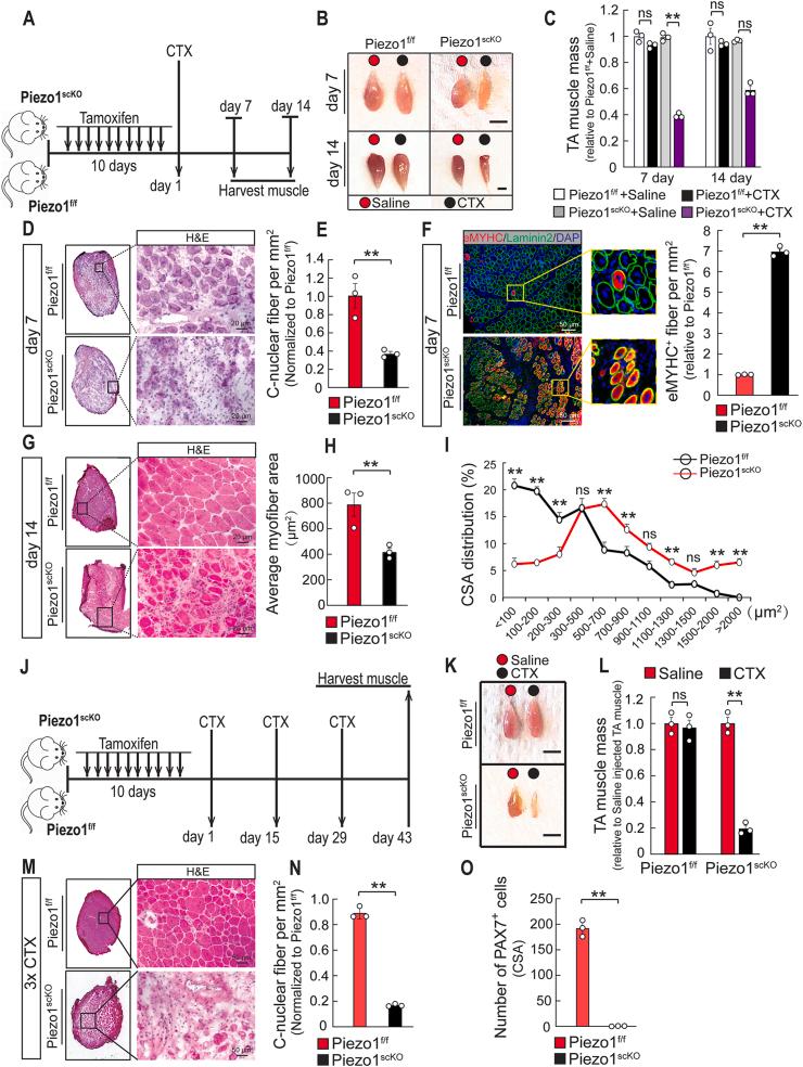 https://cdn.ncbi.nlm.nih.gov/pmc/blobs/f027/9005960/3f11a7667af4/gr4.jpg