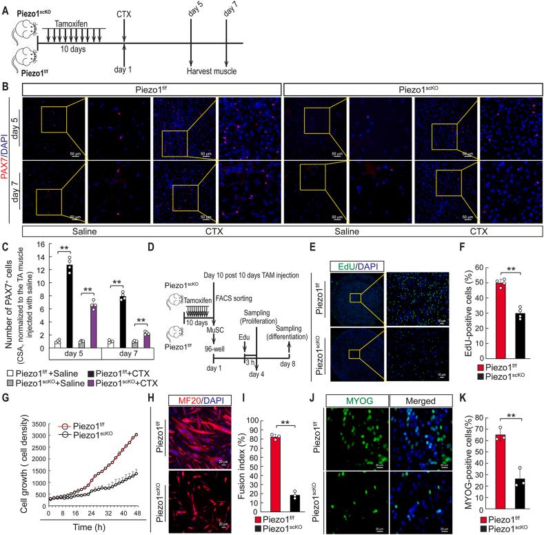 https://cdn.ncbi.nlm.nih.gov/pmc/blobs/f027/9005960/4c09faec7700/gr3.jpg
