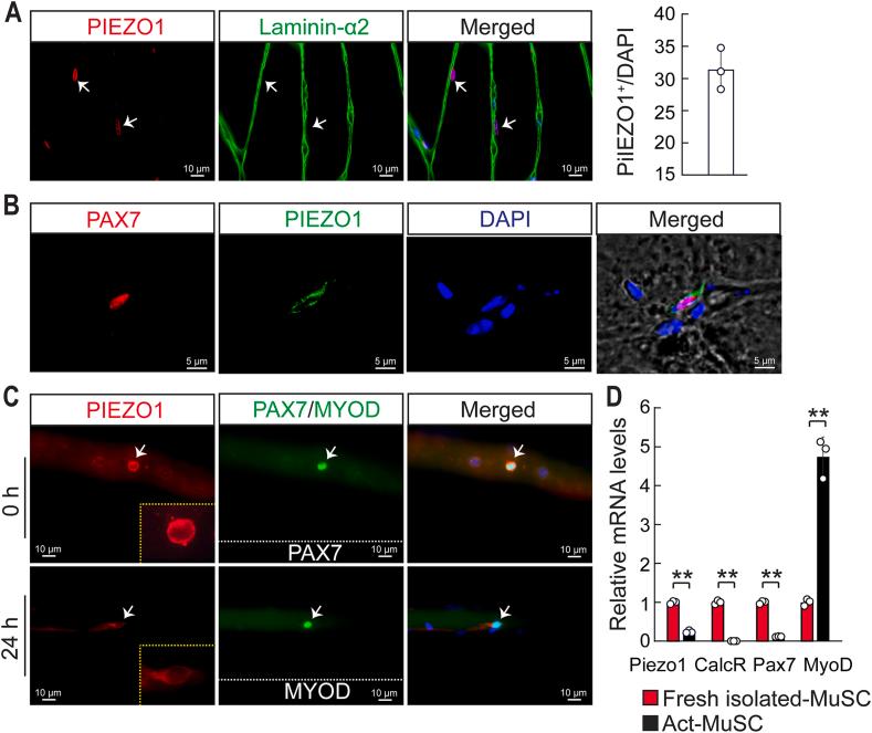https://cdn.ncbi.nlm.nih.gov/pmc/blobs/f027/9005960/8ddb7f4a79da/gr1.jpg