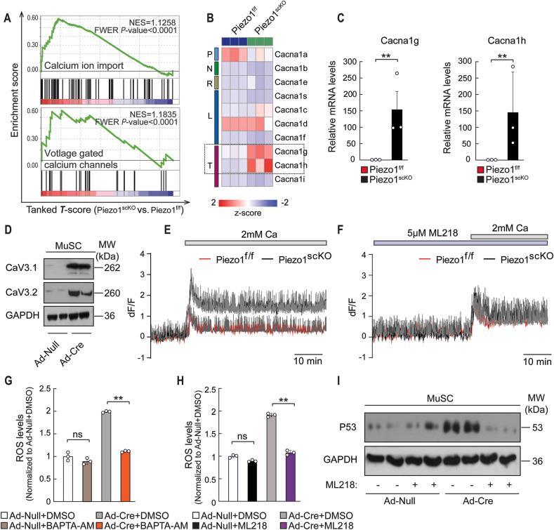 https://cdn.ncbi.nlm.nih.gov/pmc/blobs/f027/9005960/925970b456ab/gr6.jpg