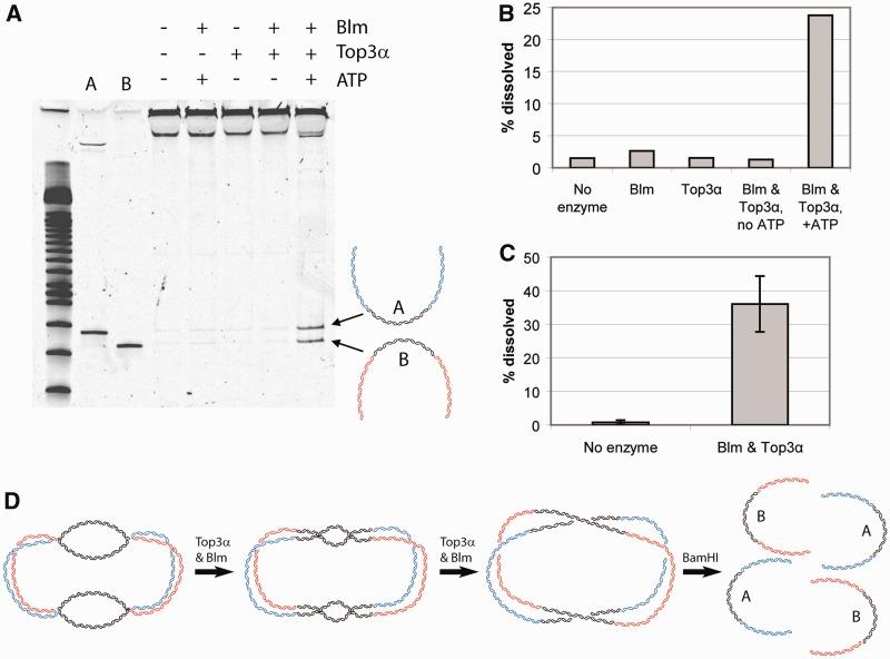 https://cdn.ncbi.nlm.nih.gov/pmc/blobs/f028/3597647/dd97d42c21be/gks1343f2p.jpg