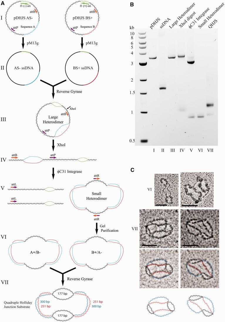 https://cdn.ncbi.nlm.nih.gov/pmc/blobs/f028/3597647/f4a0d210f17c/gks1343f1p.jpg