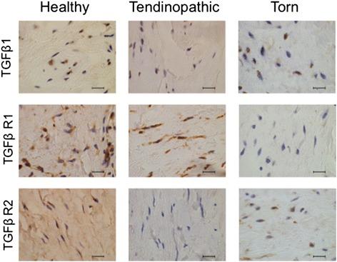 https://cdn.ncbi.nlm.nih.gov/pmc/blobs/f02b/4756520/34d08a239e7a/13075_2016_947_Fig2_HTML.jpg