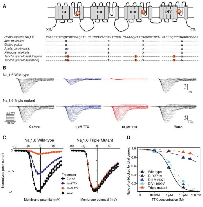 https://cdn.ncbi.nlm.nih.gov/pmc/blobs/f02b/7138609/622a31d022c7/elife-53898-fig5.jpg