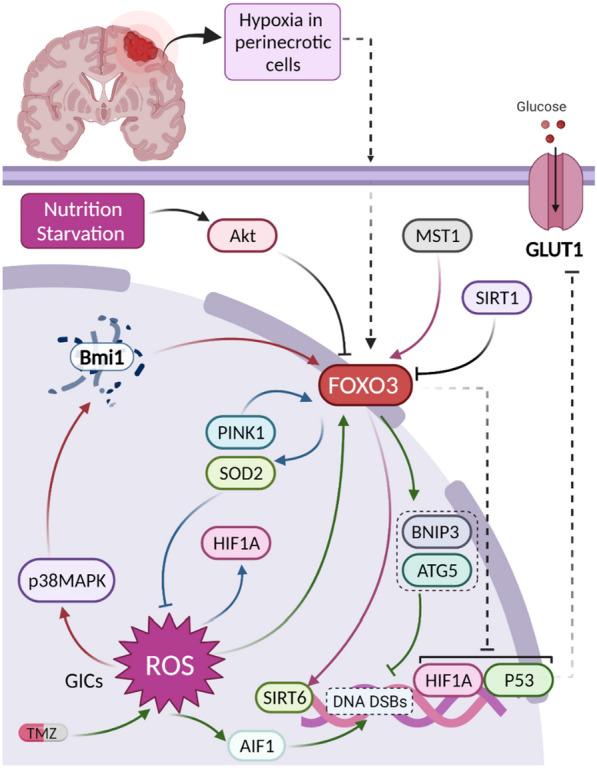 https://cdn.ncbi.nlm.nih.gov/pmc/blobs/f02d/10568859/0558f3bbae0e/12935_2023_3090_Fig7_HTML.jpg