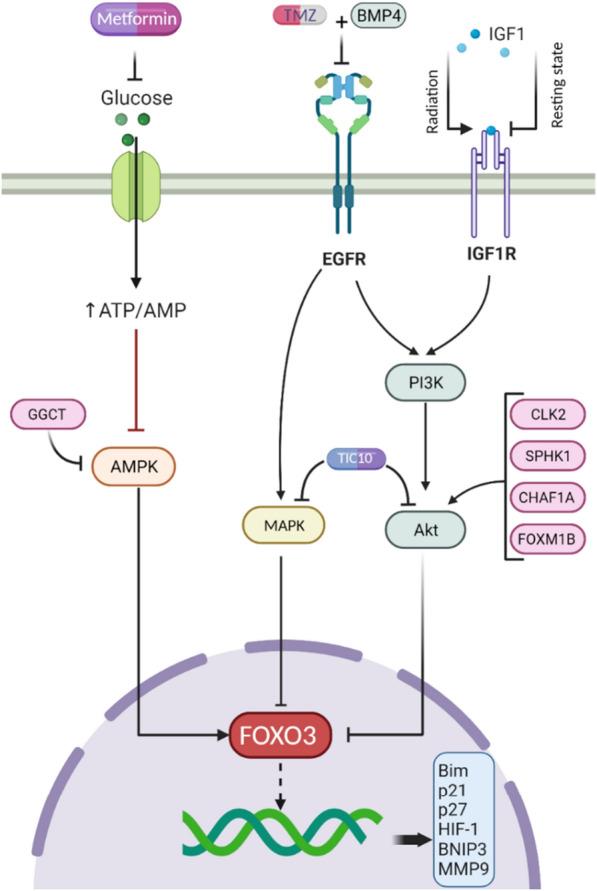 https://cdn.ncbi.nlm.nih.gov/pmc/blobs/f02d/10568859/40f2b90b885f/12935_2023_3090_Fig6_HTML.jpg