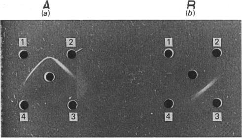 https://cdn.ncbi.nlm.nih.gov/pmc/blobs/f030/1147618/fdb30bbf0fac/biochemj00262-0070-a.jpg