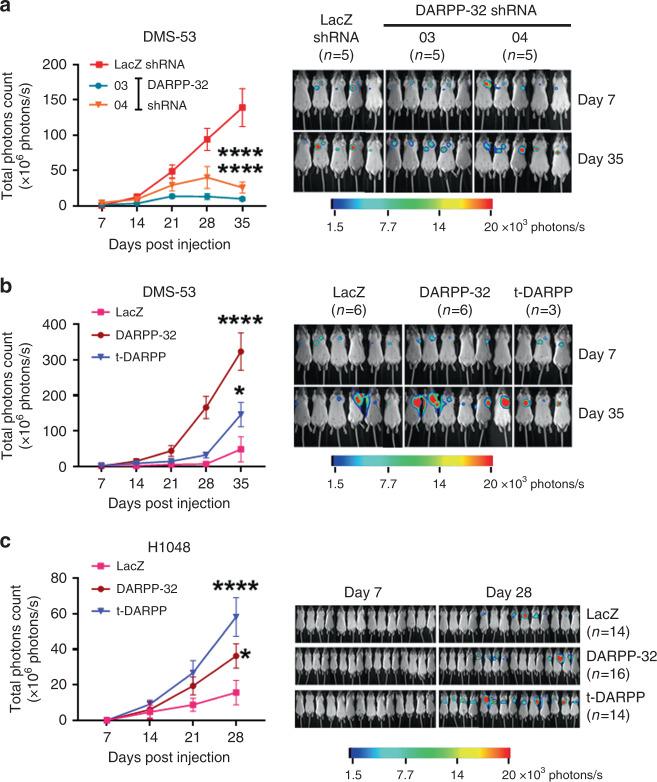 https://cdn.ncbi.nlm.nih.gov/pmc/blobs/f033/7463034/d6222bc33aa7/41416_2020_923_Fig3_HTML.jpg