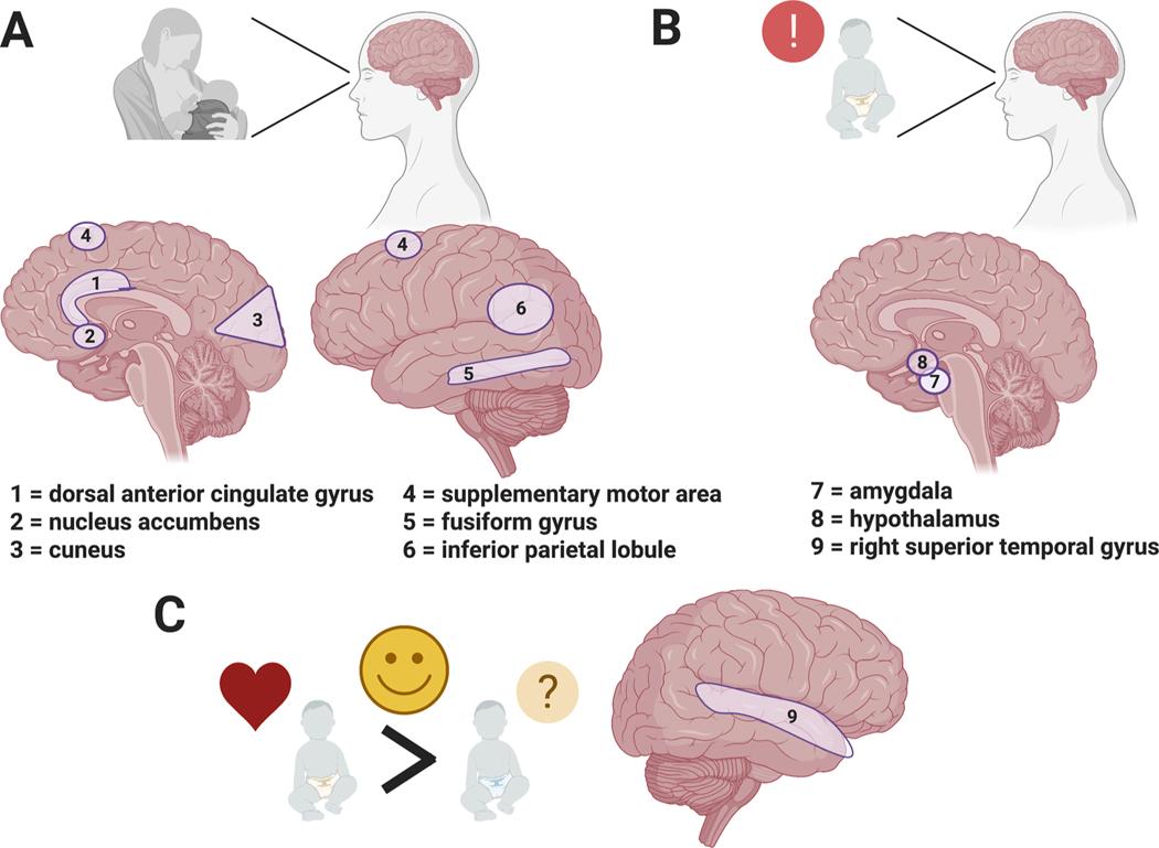 https://cdn.ncbi.nlm.nih.gov/pmc/blobs/f036/8388127/3367f25f5e04/nihms-1726911-f0006.jpg