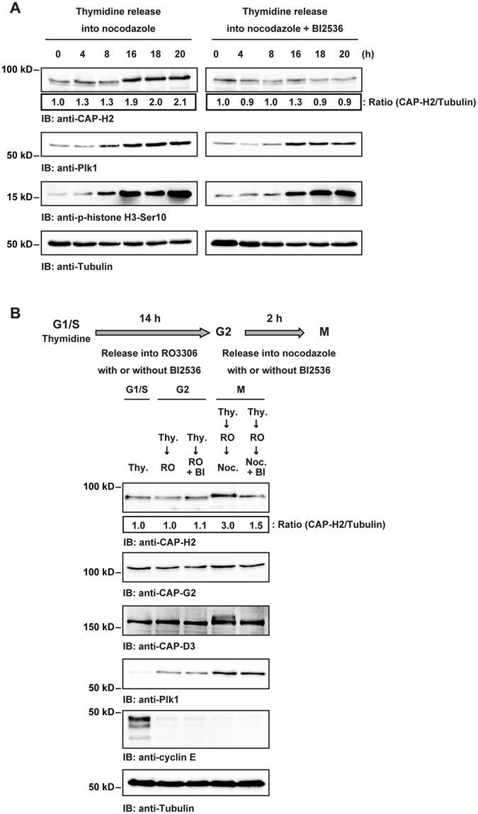 https://cdn.ncbi.nlm.nih.gov/pmc/blobs/f037/5514044/16469d2ed1b6/41598_2017_5986_Fig2_HTML.jpg