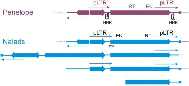 https://cdn.ncbi.nlm.nih.gov/pmc/blobs/f03a/8557442/16c4311aeb74/msab225f2.jpg