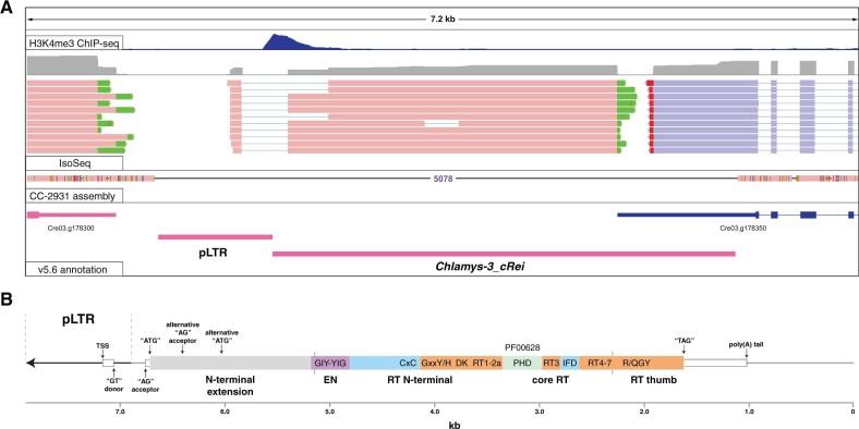 https://cdn.ncbi.nlm.nih.gov/pmc/blobs/f03a/8557442/4ededcb80e67/msab225f7.jpg