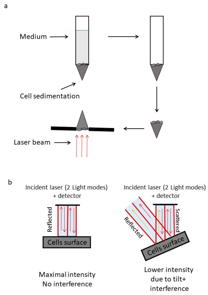 https://cdn.ncbi.nlm.nih.gov/pmc/blobs/f043/10378100/ba5bd7e80acf/cells-12-01901-g004.jpg
