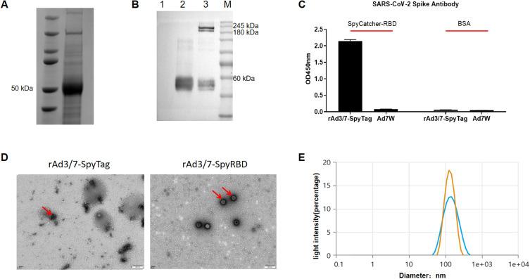 https://cdn.ncbi.nlm.nih.gov/pmc/blobs/f045/12336385/b22ab351b2ef/IJN-20-9771-g0003.jpg