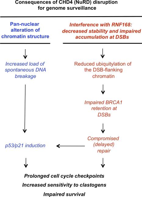https://cdn.ncbi.nlm.nih.gov/pmc/blobs/f045/2935572/4f5dfdcb13b1/JCB_200912135_RGB_Fig5.jpg