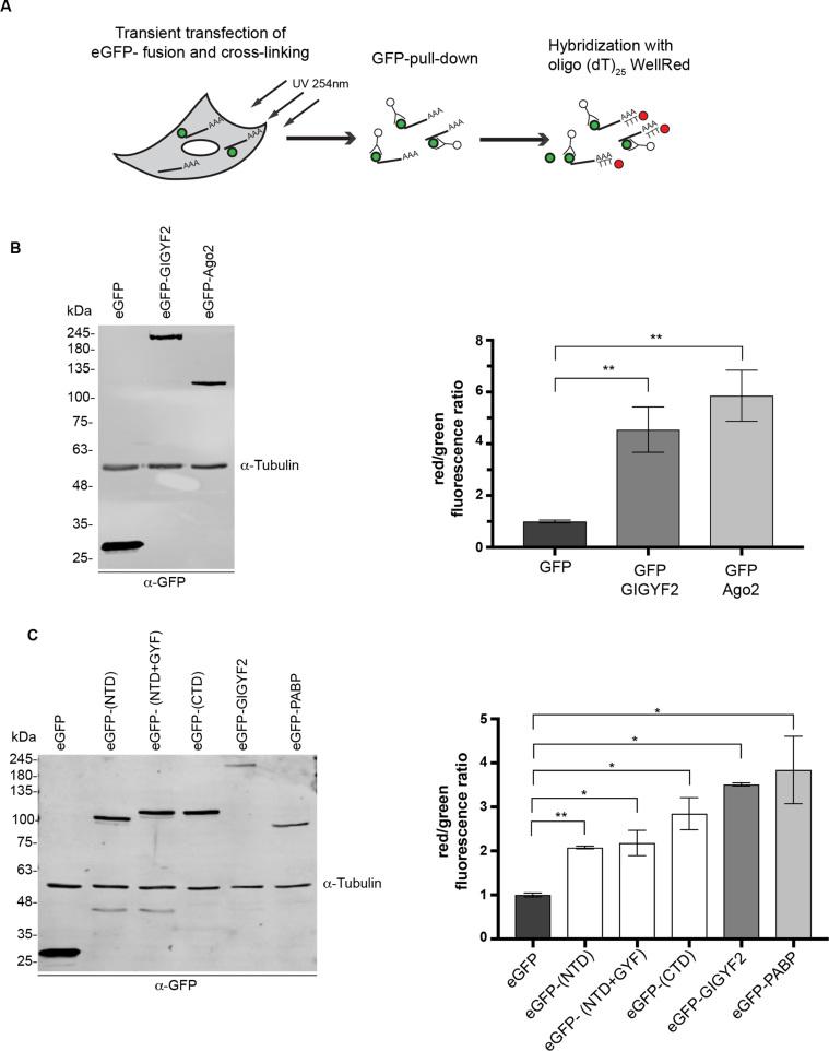https://cdn.ncbi.nlm.nih.gov/pmc/blobs/f047/6009589/fa04a05336e7/gky198fig4.jpg
