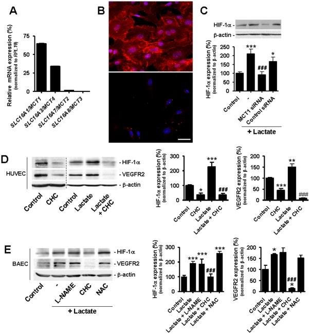 https://cdn.ncbi.nlm.nih.gov/pmc/blobs/f048/3302812/125b02f79137/pone.0033418.g005.jpg