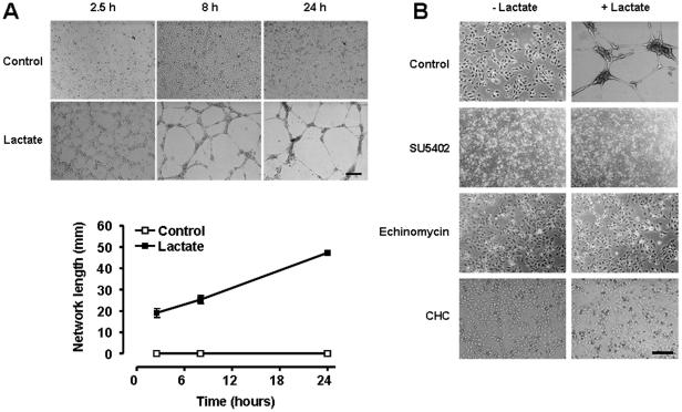 https://cdn.ncbi.nlm.nih.gov/pmc/blobs/f048/3302812/85f4225ecf02/pone.0033418.g007.jpg