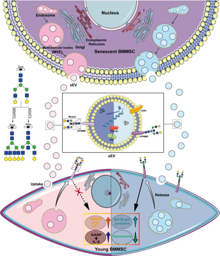https://cdn.ncbi.nlm.nih.gov/pmc/blobs/f04a/11756183/0e7957476b9e/13287_2025_4140_Fig7_HTML.jpg