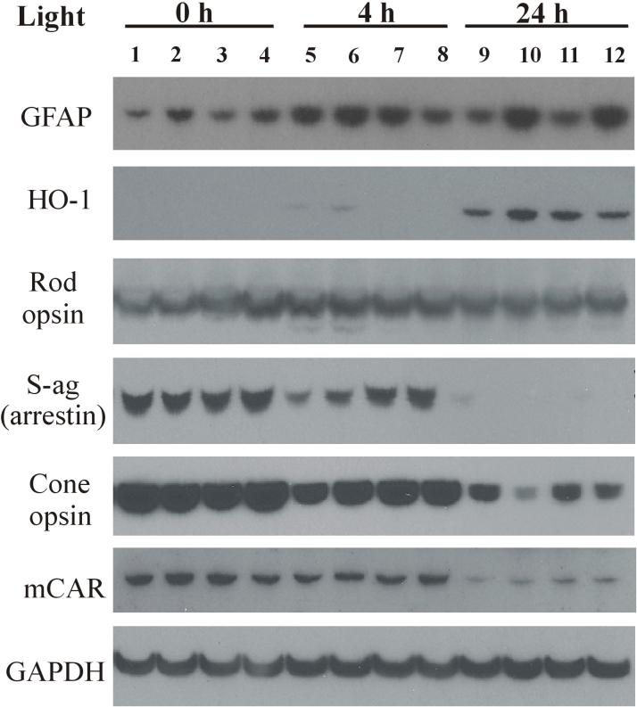 https://cdn.ncbi.nlm.nih.gov/pmc/blobs/f04b/3695758/9ef2fe24950d/mv-v19-1433-f4.jpg