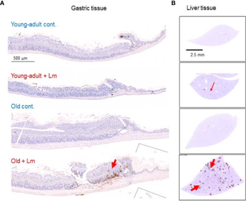https://cdn.ncbi.nlm.nih.gov/pmc/blobs/f04c/8115019/e645d2684693/fimmu-12-672353-g007.jpg