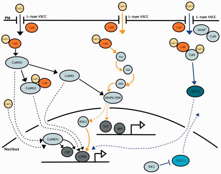 https://cdn.ncbi.nlm.nih.gov/pmc/blobs/f04d/7711227/df9fff0a9d8a/10.1177_1759091420974807-fig2.jpg