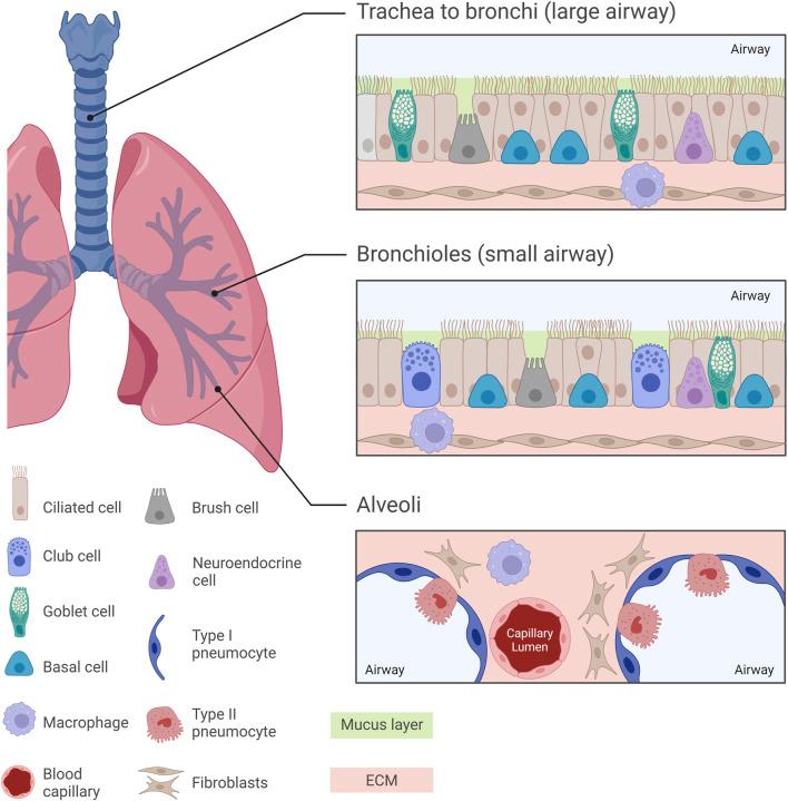 https://cdn.ncbi.nlm.nih.gov/pmc/blobs/f04e/11456561/4feb41af55f6/fphar-15-1438067-g001.jpg
